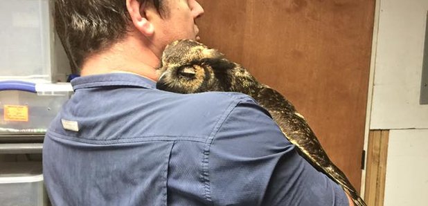 Owl hugs man