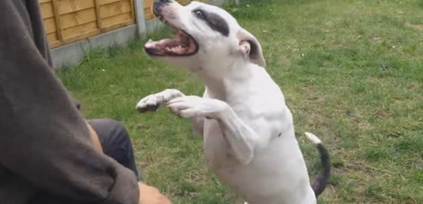dog dancing